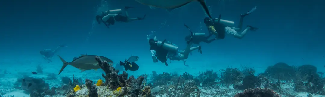 School of fish at Castle Rock dive site in Komodo